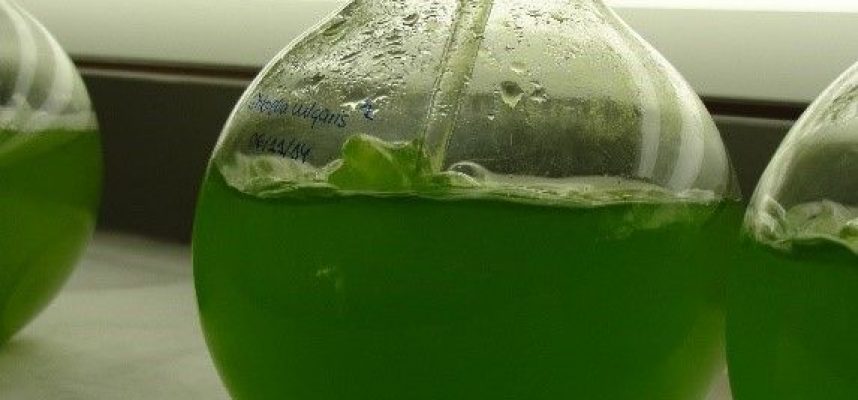 microalgas