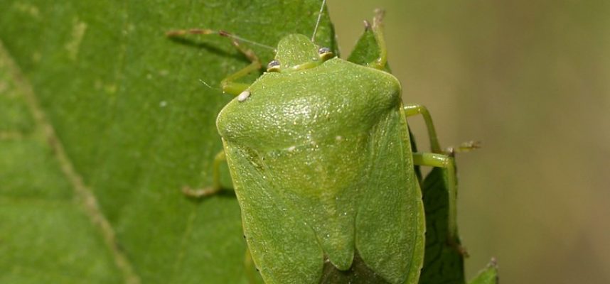 panderola