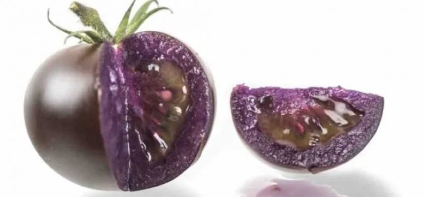 tomate-morado-ok-1020x600
