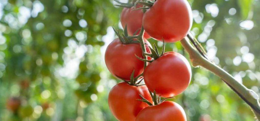 tomate-Bacares-ok-1020x600