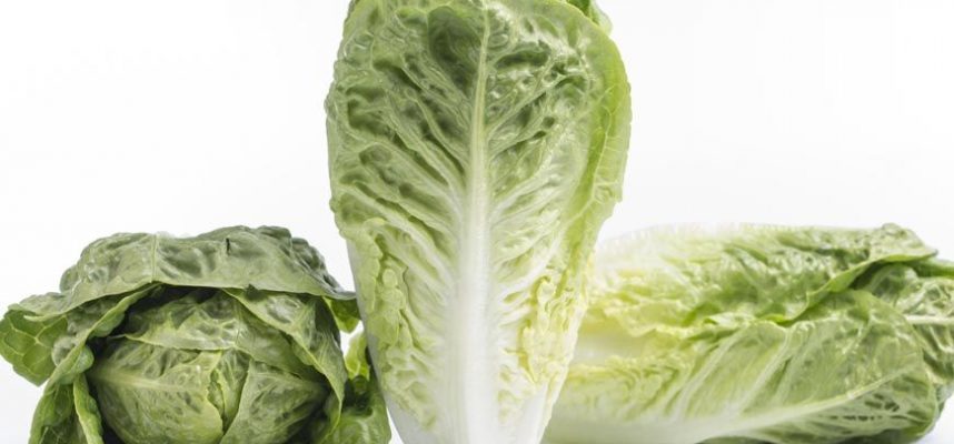 20190710_lechuga