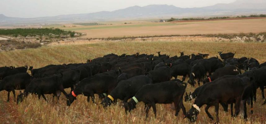 Cabras