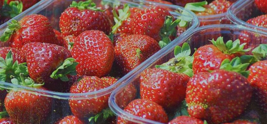 fresas-ok-1024x600