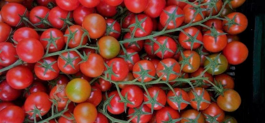 tomate-cherry