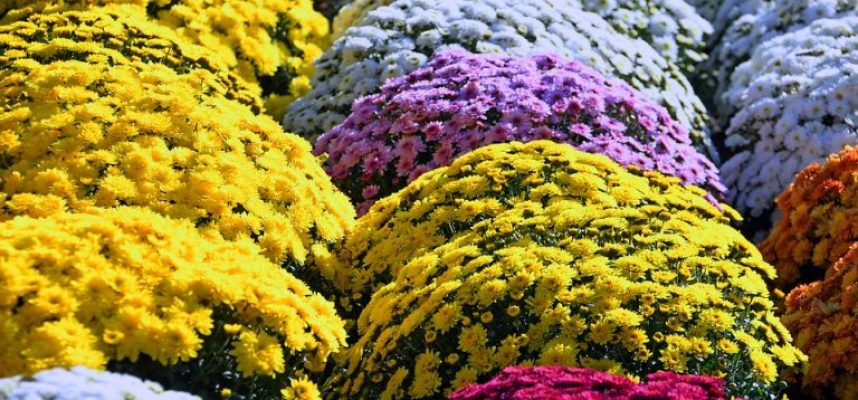 yellow-chrysanthemum-3767561_960_720-768x510
