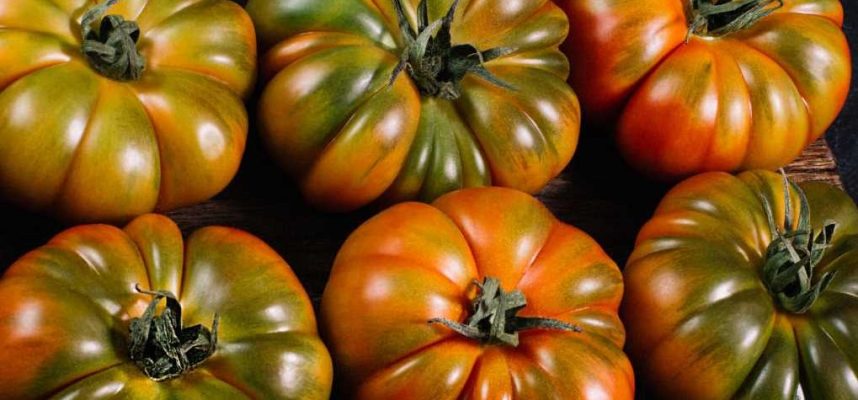 Tomate-Raf-e1671556892554