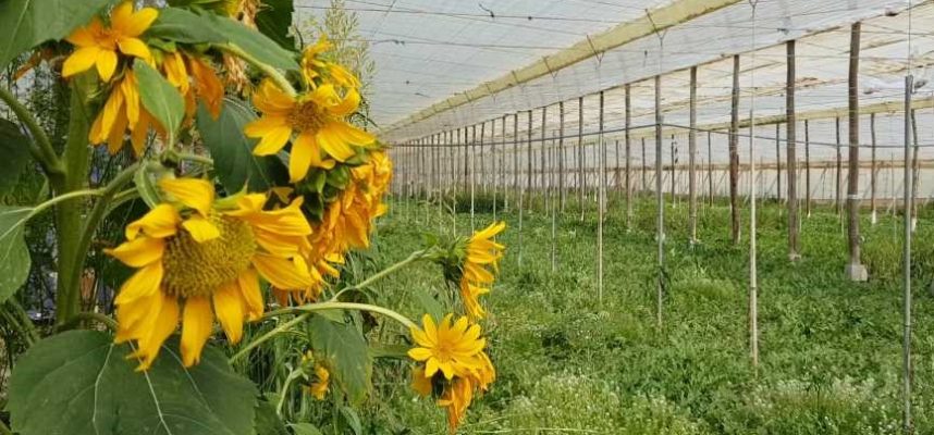 invernadero-girasol-1