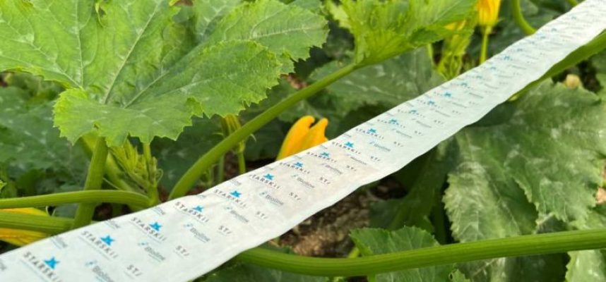 20230126_Bugline-en-calabacin-768x576