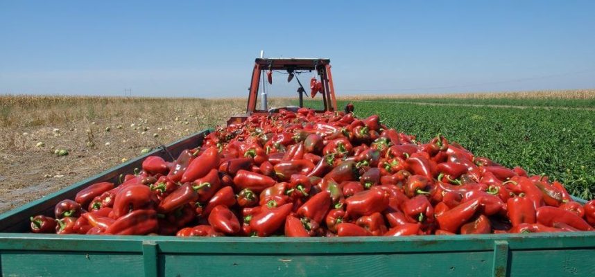 Transporte-de-alimentación-4-Tractor-pimientosok-1020x600