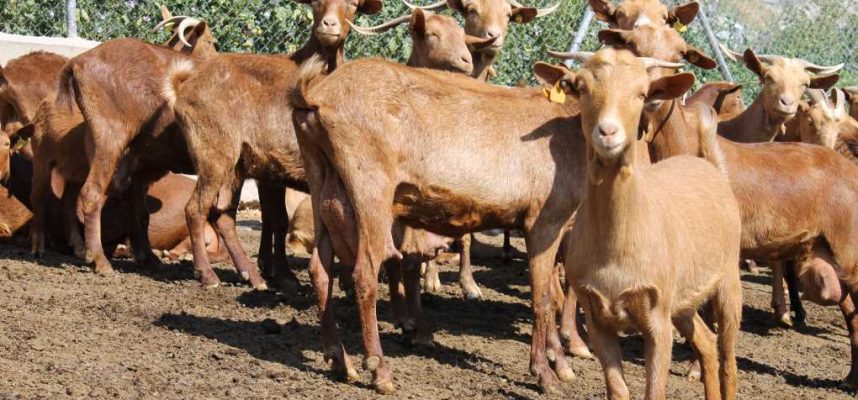 cabras
