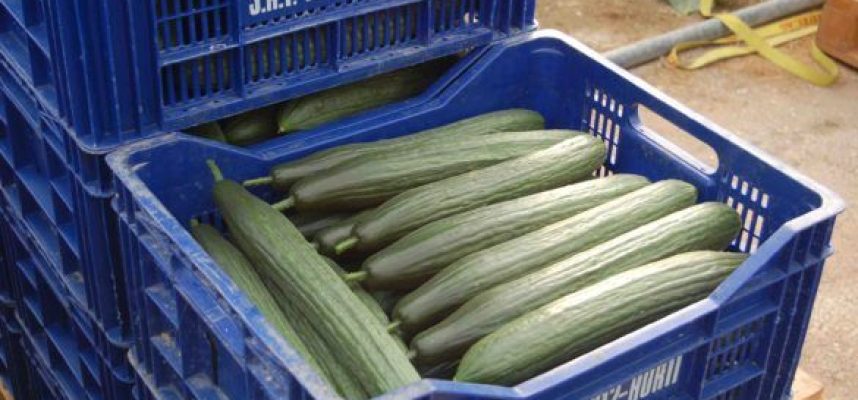 pepino-almeria-585x300-1