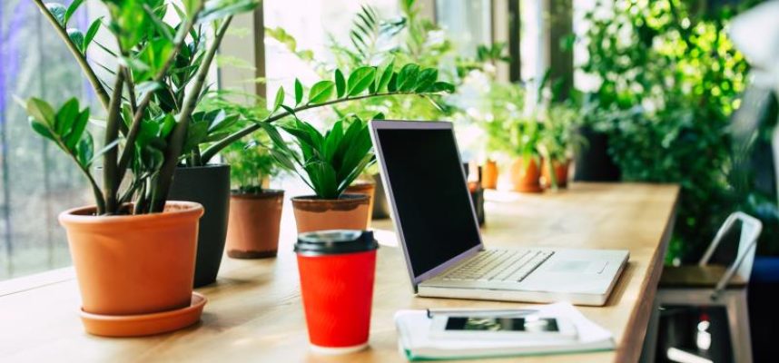 plantas