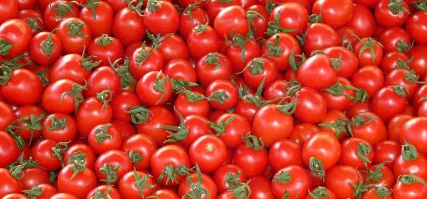 tomate-marroqui-1020x600
