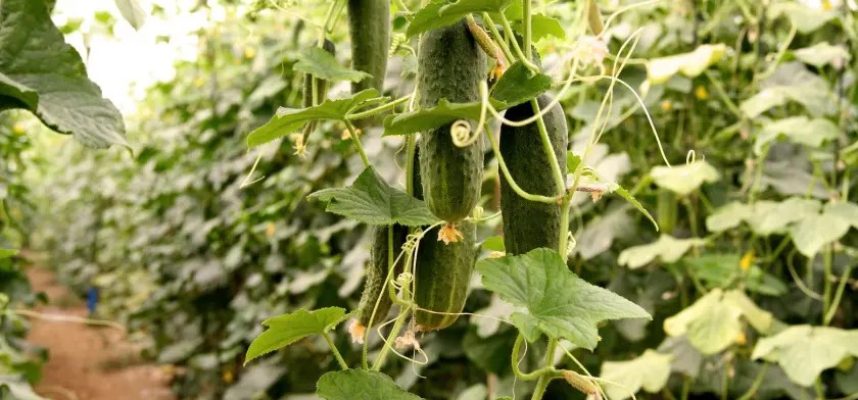 Pepino