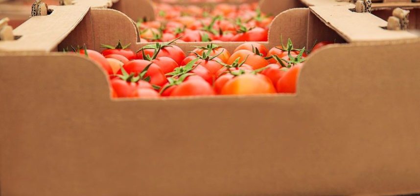 envases-carton-1020x600