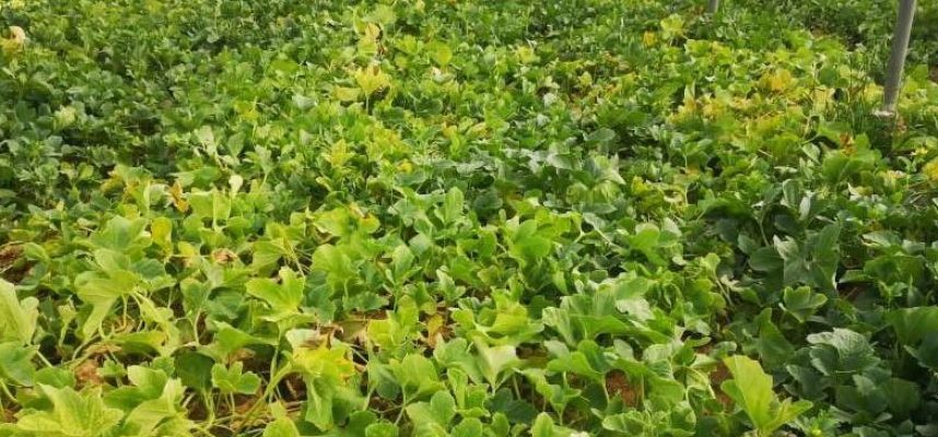 Parcela-de-melon-con-oFrass-1020x600-1