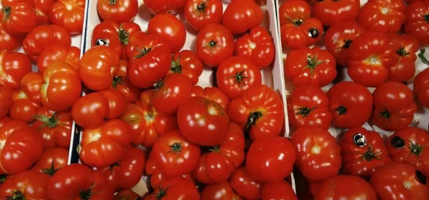 Tomates