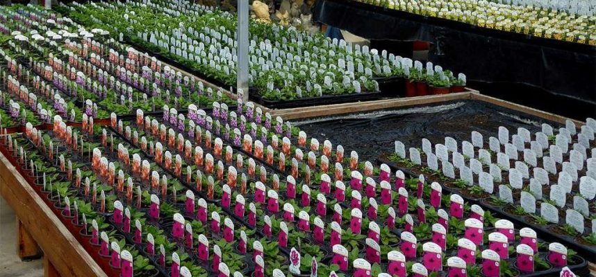 plantas-ok-1024x600