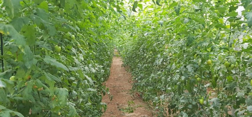 invernadero-de-tomates-1170x600
