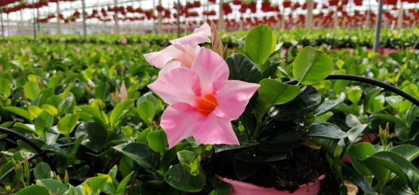 planta-ornamental-y-flor-cortada-ok
