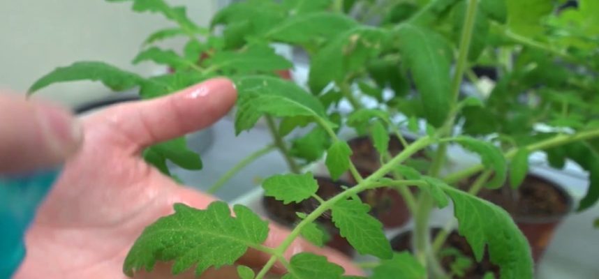 plantas-de-tomate
