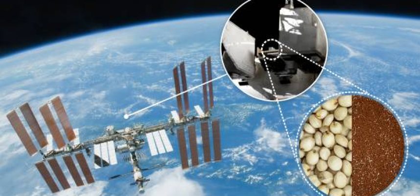 semillas del espacio