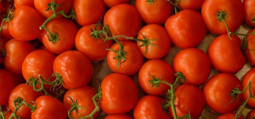 TOMATE-MARRUECOS