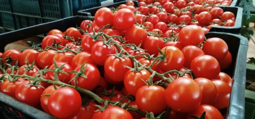 Tomate-en-cajaI