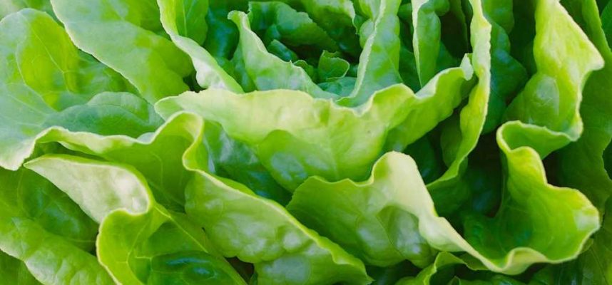 lechuga-ok