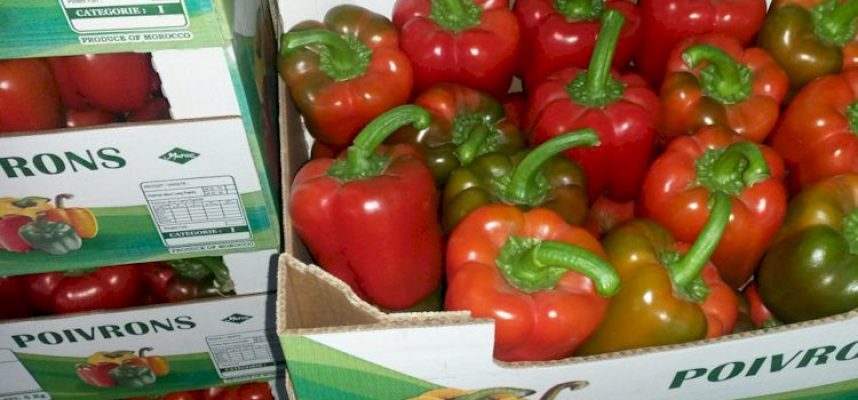 pimiento-marruecos-cajas-750-22