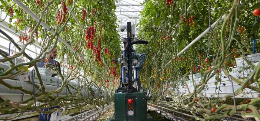 robot-tomate