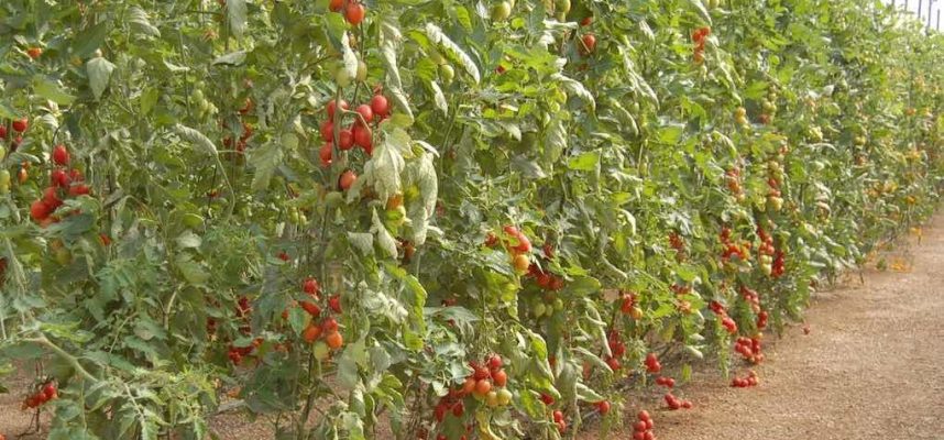 tomate-1020x600