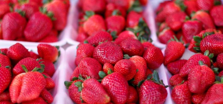 fresas