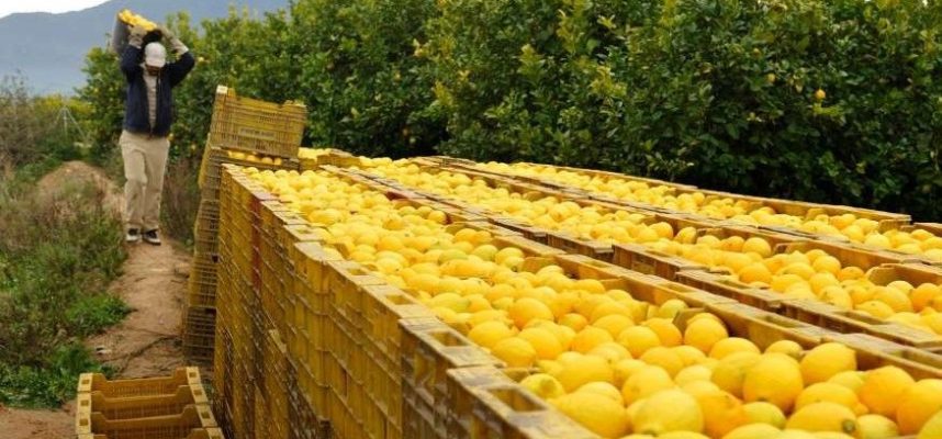 limones-ok