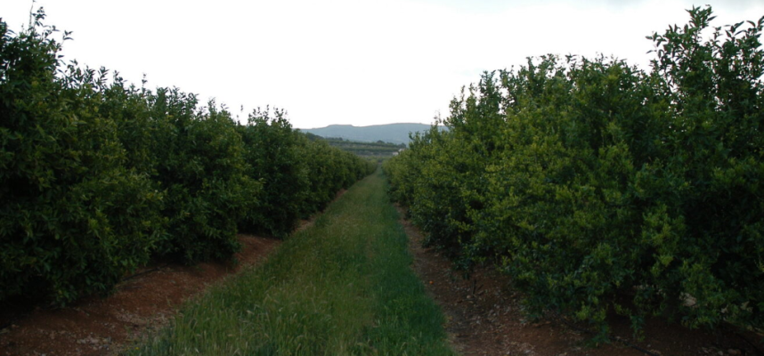 IVIA