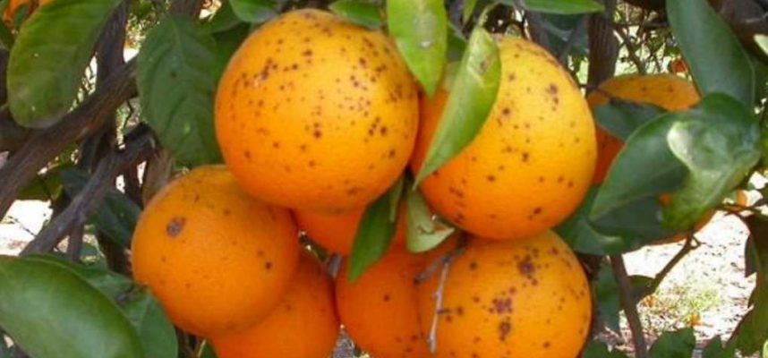 naranja mancha citricos