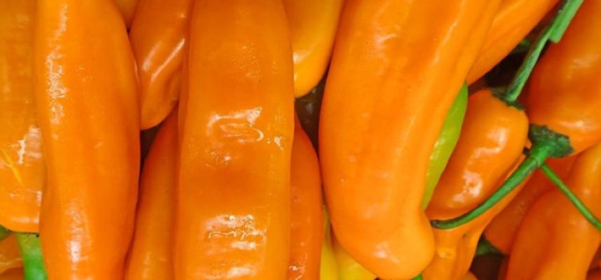 pimiento-aji-amarillo-750-23
