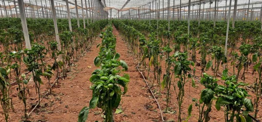 Danos-causados-en-cultivo-de-pimiento-en-Almeria-002