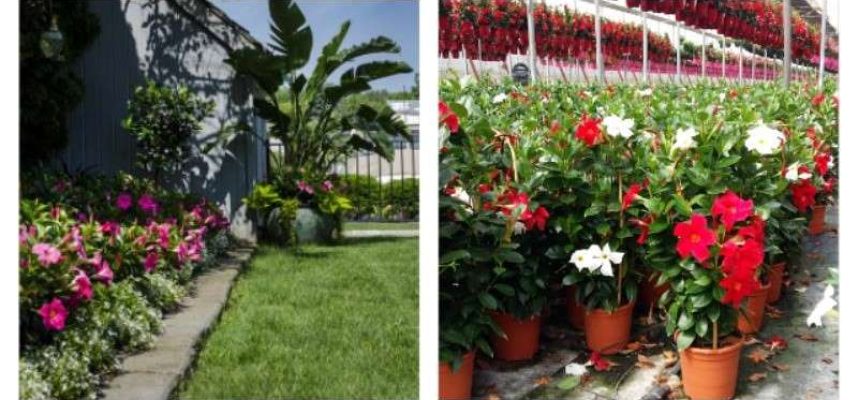FLORES-Y-PLANTAS-OK