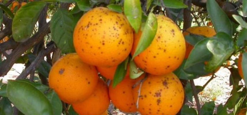 Mancha-negra-en-citricos