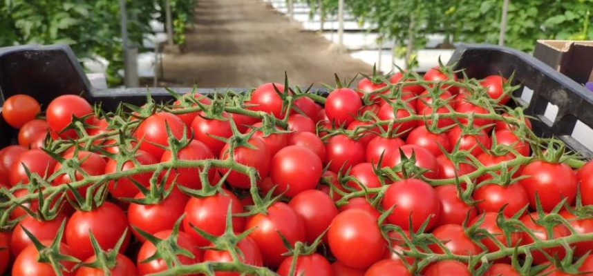 Tomate