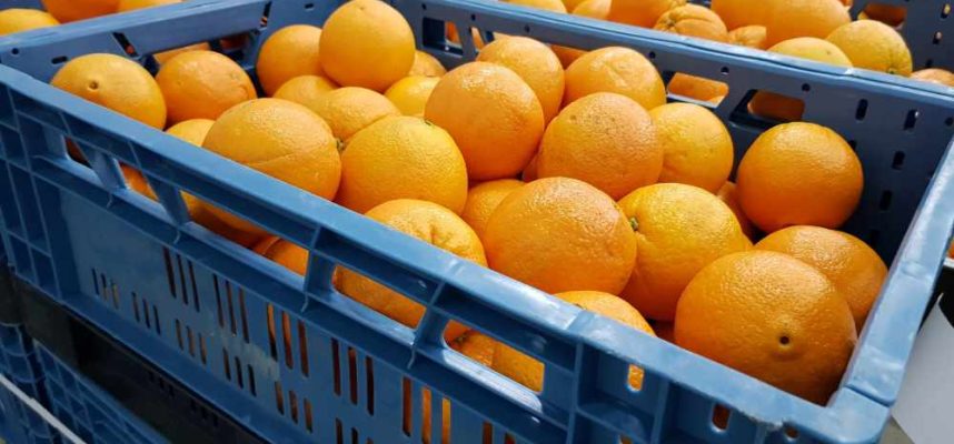 citricos