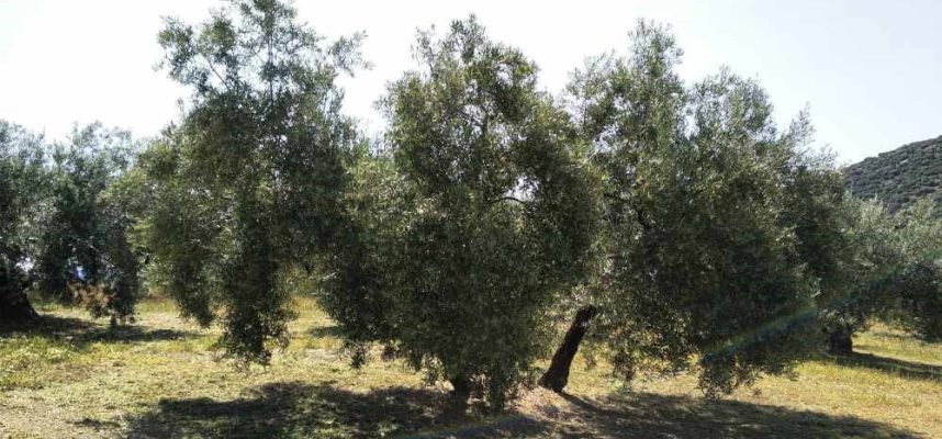 olivos-granada