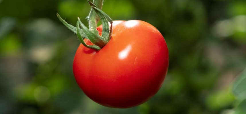 tomate