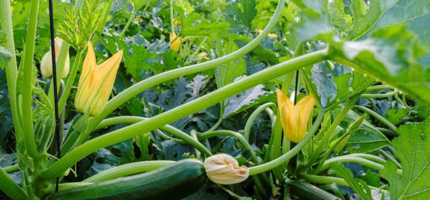 Calabacin-web