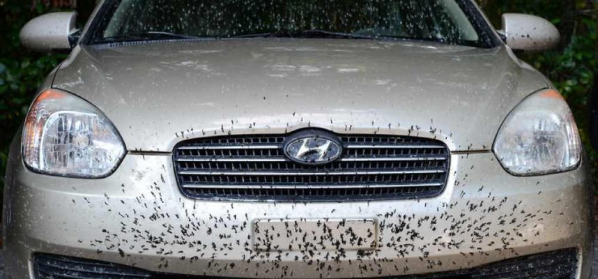 coche-insectos