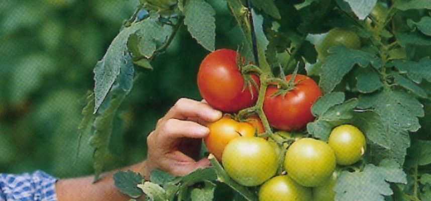 frutas-y-hortqalizas