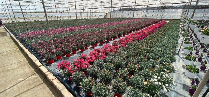 invernadero-planta-ornamentalok-1024x600