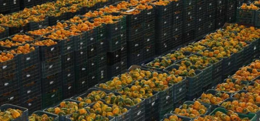 tomates