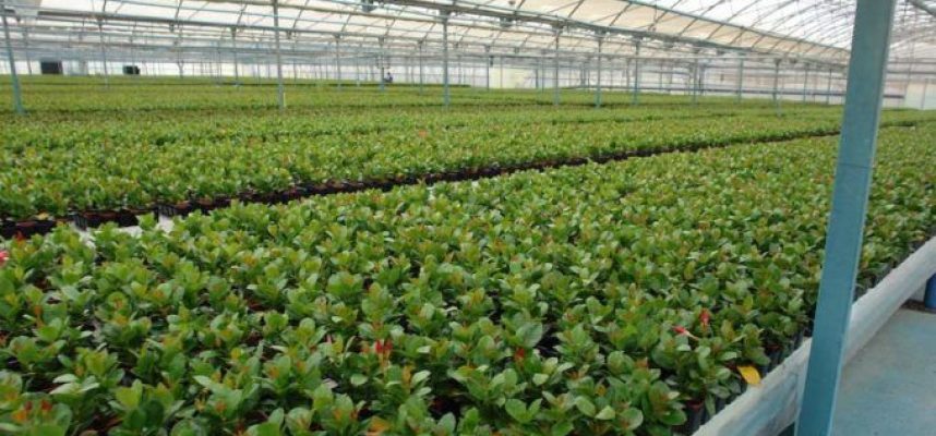 planta-ornamental-680x400